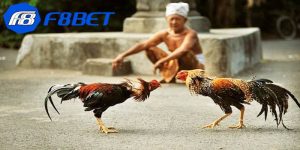 Quản lý tài chính đá gà mỹ lai cẩn thận