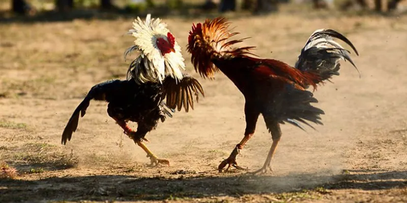 Điểm nổi bật của đá gà hàng xáo
