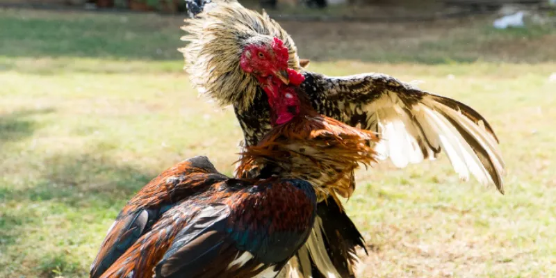 Cách tham gia đá gà Kubet