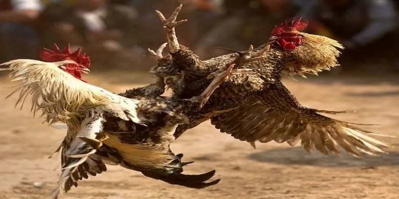Ưu điểm khiến các trận chọi gà Việt Nam được yêu thích